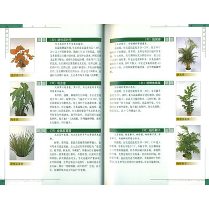 家庭养花技巧