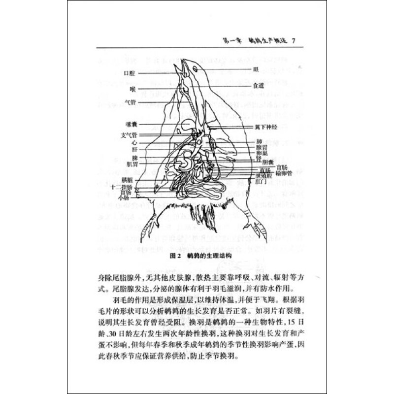 鹌鹑生产技术问答