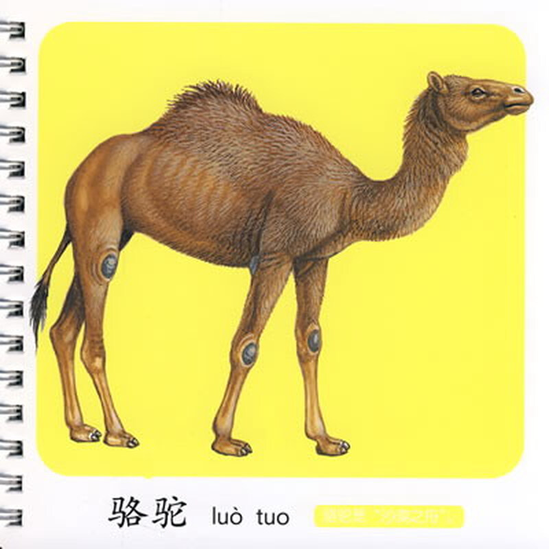 幼儿启蒙识图卡:识动物2