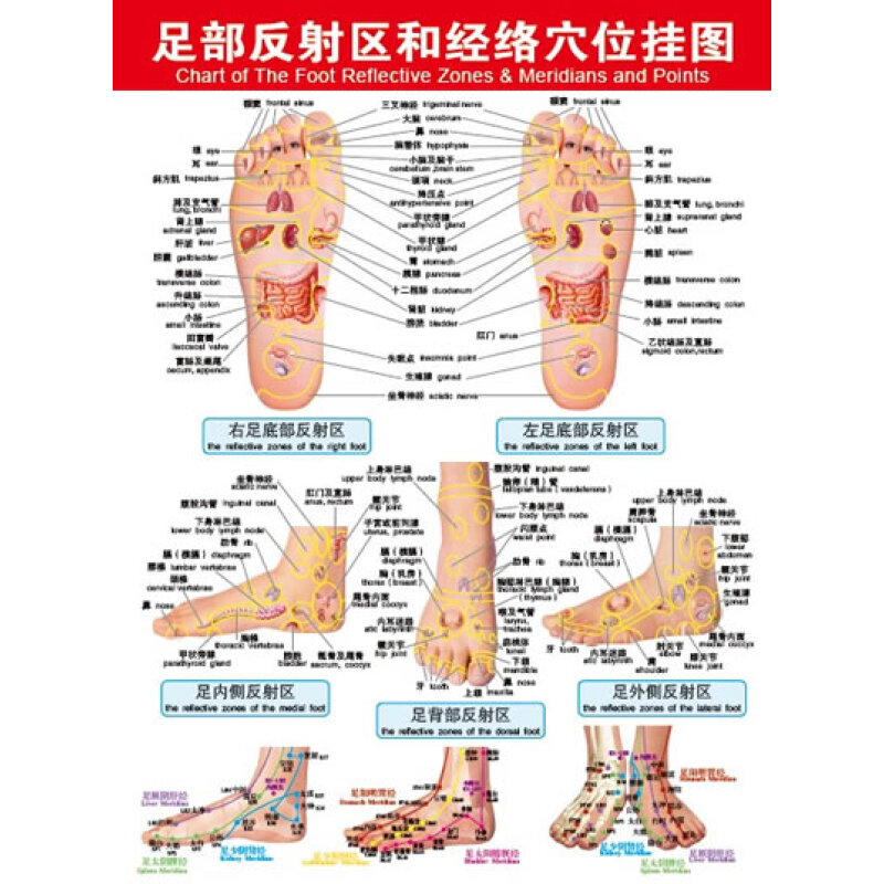 (京东商城) 足部反射区和经络穴位挂图(中英文版)报价