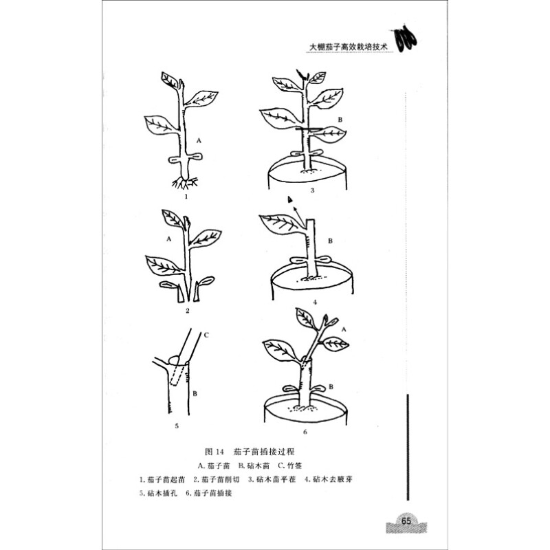 夏季大棚茄子种植技术