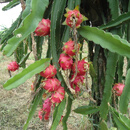 陆地(LD):根系好