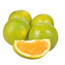 犁楚(Lichu) 宜昌秭归夏橙 酸甜橙子 应季水果 一