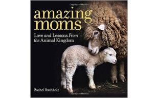 Amazing Moms  Love and Lessons From the Animal K