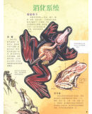 插图一
