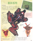 插图一