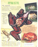 插图一