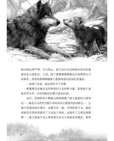 正版包邮<em>沈石溪</em>动物小说感悟生命书系:<em>狼国女</em>