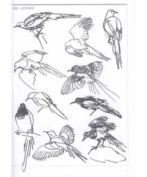 翅色斑斓:中国画21种中型鸟的画法