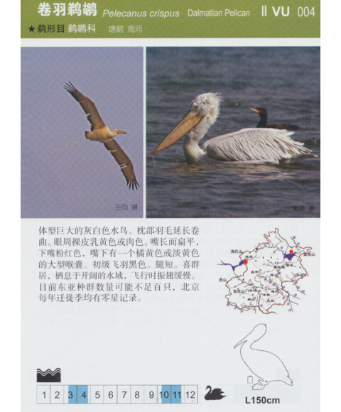 自然之友书系·常见野鸟图鉴:北京地区