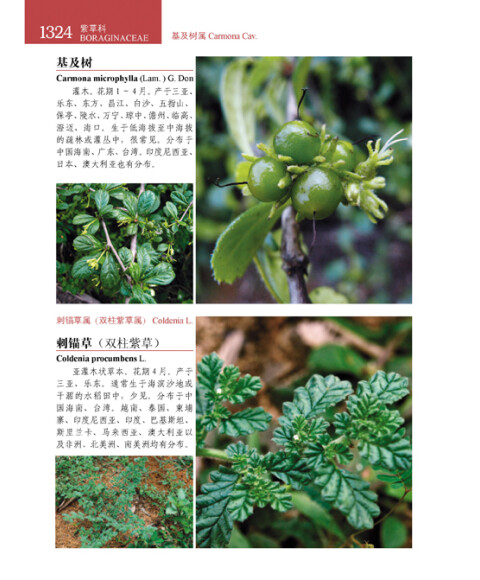 中国热带雨林地区植物图鉴:海南植物(套装共3册)