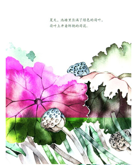 中国儿童原创绘本:小荷花