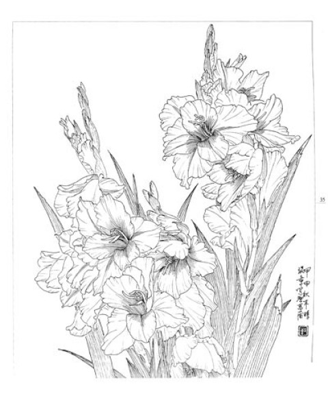 白描百花写生图稿(2)