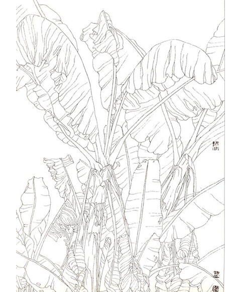 中国工笔画参考:线描芭蕉图片