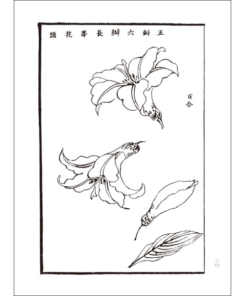 绘画 国画技法 浙江人民美术出版社 芥子园画谱:草虫花卉