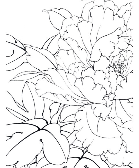 实用白描画稿·原大版:牡丹横幅
