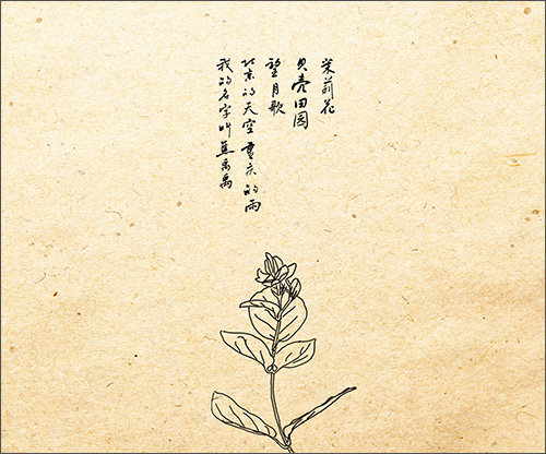 怀念少年时光的《茉莉花》;怀念青春向上大学生活的