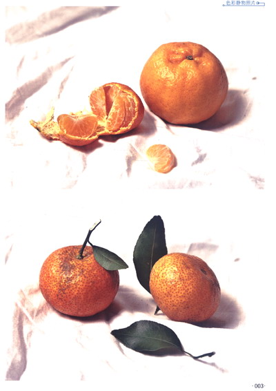 《美术高考相册图库系列:色彩静物照片(第A本