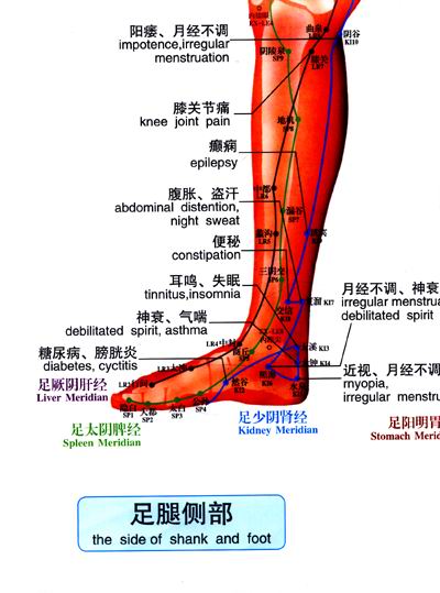 ... 经络走向图_腿部经络按摩走向图_腿部12条经络走向图