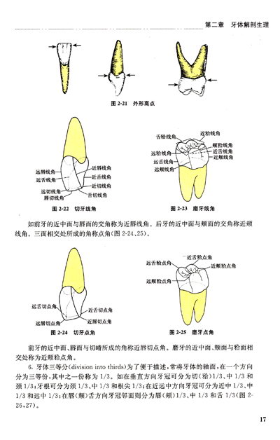 2012年口腔生理学:侧副管
