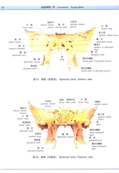 《人体解剖学标本彩色图谱(第2版)》