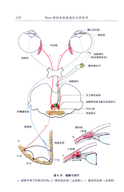 医学-神经系统疾病定位诊断anatomical diagnosis