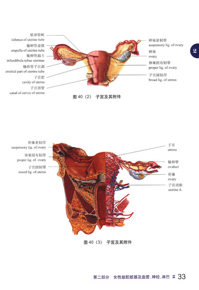 临床手术解剖彩色图谱:妇产科手术解剖彩色图谱