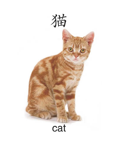 猫的英语怎么读?