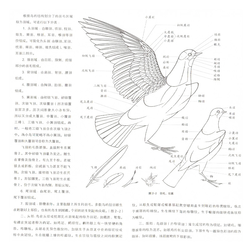 正版 国画水墨画工笔画绘画技法教程书籍 鸟禽工笔写生设色技法 鸟禽