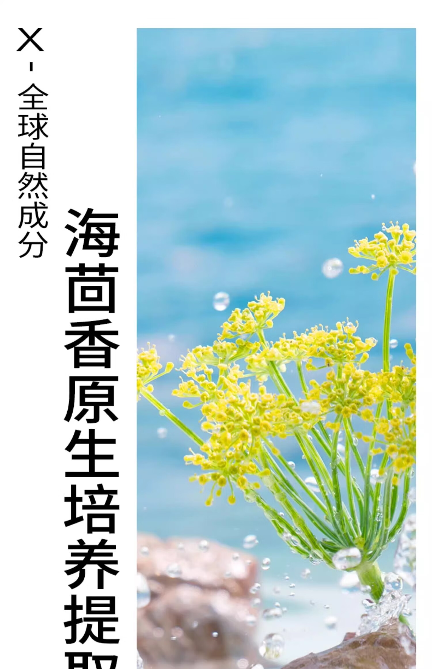 PMPM海茴香祛痘细肤棉片改善闭口粉刺黑头清洁棉片湿敷 1瓶（50片）
