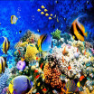 Free Shipping Underwater World Tropical Fish flooring painting store restaurant decoration self-adhesive floor mural 250cmx200cm