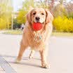 Huapin Pet hoopet solid stretch gold pet pet toys toy teddy teeth large dog rubber resistant bite ball 5cm