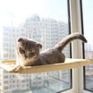 Hanhan Paradise Sun Cat Hammock Summer sucker-style hanging nest bed cat nest cat hammock swing cat mat pet supplies 55 35CM cat pad can be removable