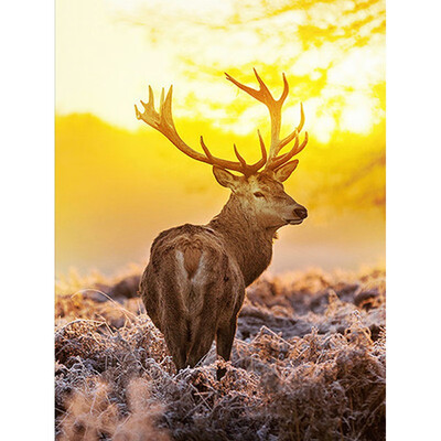 Diamond Embroidery Animal Cross Stitch Deer Full Square 5D DIY Diamond Painting Full Display Rhinestones Decor Home Gift
Diamond Embroidery Animal Cross Stitch Deer Full Square 5D DIY Diamond Painting Full Display Rhinestones Decor Home Gift