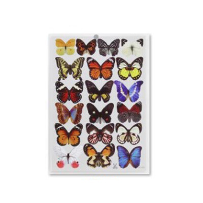 19Pcs Set 3D Butterfly Wall Stickers Self-Adhesive Pvc Home Wall Decoration Party Wedding Rooms Christmas Decor
19Pcs Set 3D Butterfly Wall Stickers Self-Adhesive Pvc Home Wall Decoration Party Wedding Rooms Christmas Decor