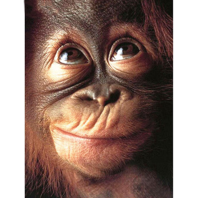 Diamond Embroidery Painting Monkey 5d Diamond Mosaic Animal DIY Diamond Painting Kit Decoration Home Rhinestone
Diamond Embroidery Painting Monkey 5d Diamond Mosaic Animal DIY Diamond Painting Kit Decoration Home Rhinestone