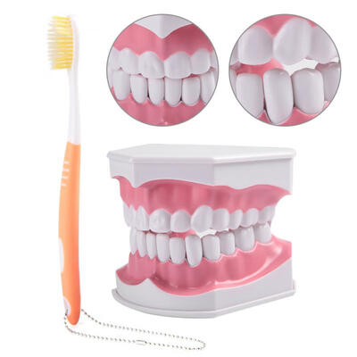 Greensen Adult Dental Teeth Model&Toothbrush with Removable High-Grade Teeth Teaching Model
Greensen Adult Dental Teeth Model&Toothbrush with Removable High-Grade Teeth Teaching Model