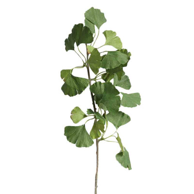 Gobestart Artificial Ginkgo Plants Silk Fake Leaves Office Home Wedding DIY Decoration
Gobestart Artificial Ginkgo Plants Silk Fake Leaves Office Home Wedding DIY Decoration