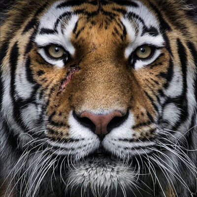 Creative Lion Tiger DIY Handmade Diamond Painting Diamond Embroidery Diamond Cross Stitch Home Decoration 3030 3040cm
Creative Lion Tiger DIY Handmade Diamond Painting Diamond Embroidery Diamond Cross Stitch Home Decoration 3030 3040cm