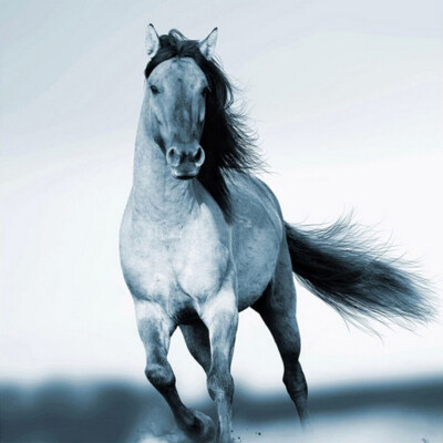 3D Wall Custom Large Mural Wallpaper Animal Living Room Bedroom Sofa TV Background Wallpaper Non-woven Murales Horse Galloping
3D Wall Custom Large Mural Wallpaper Animal Living Room Bedroom Sofa TV Background Wallpaper Non-woven Murales Horse Galloping