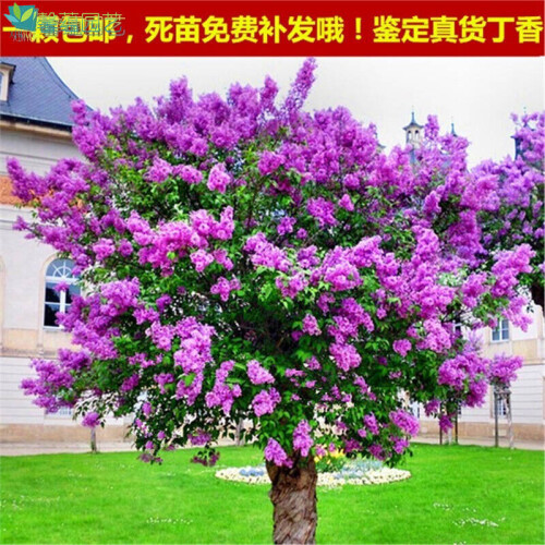 丁香花树苗南方北方种植盆栽地栽四季常青开花庭院风景花木树苗 紫丁香丛生多叉头 111cm(含)-140cm(含)