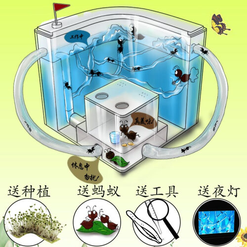 蚂蚁工坊别墅家园 蚂蚁城堡生态蚁巢庄园 蚂蚁宠物蚂蚁活体蚁后 儿童生态观察益智玩具蚂蚁别墅家园城堡宠 蓝色-夜光版+送蚂蚁