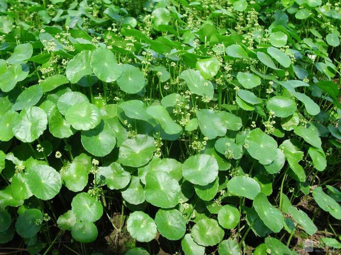 绿化水生植物长青 再力花苗盆栽 黄菖蒲蓝鸠尾水葱水竹芦苇金鱼藻美人蕉 金钱草一盆 不含盆