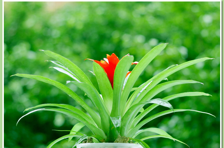 小红星绿植 送礼首选 室内花卉小盆栽 水培植物 办公室盆景(玻璃盆)