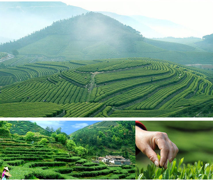 福裕岩 茶叶 红茶 金骏眉 桐木关 武夷山特级 新茶 2013年秋茶 500克 奶油香 500克在京东商城的价格走势