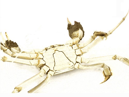 姑苏水乡 阳澄湖大闸蟹礼卡螃蟹公3-3.5母2-2.5礼盒6只装蟹券现货非实物 大闸蟹礼券 - 京东团购