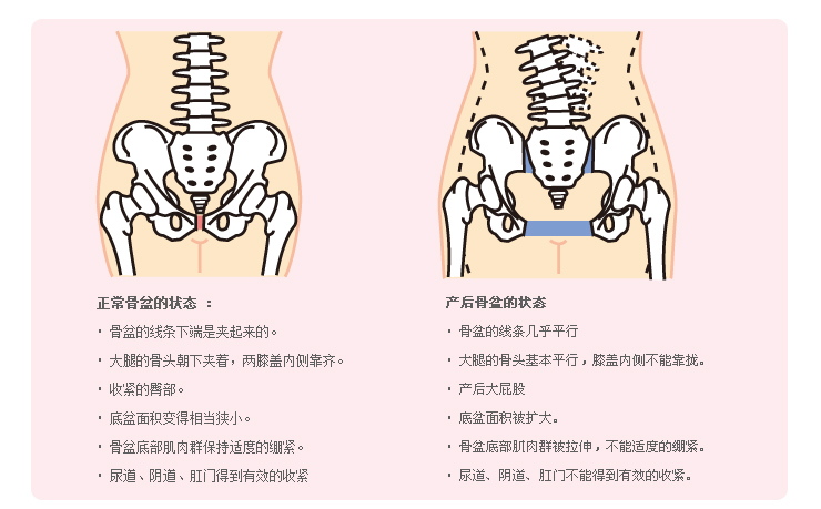 dacco三洋收腹带加强型 骨盆矫正带 产妇产后收腹束缚