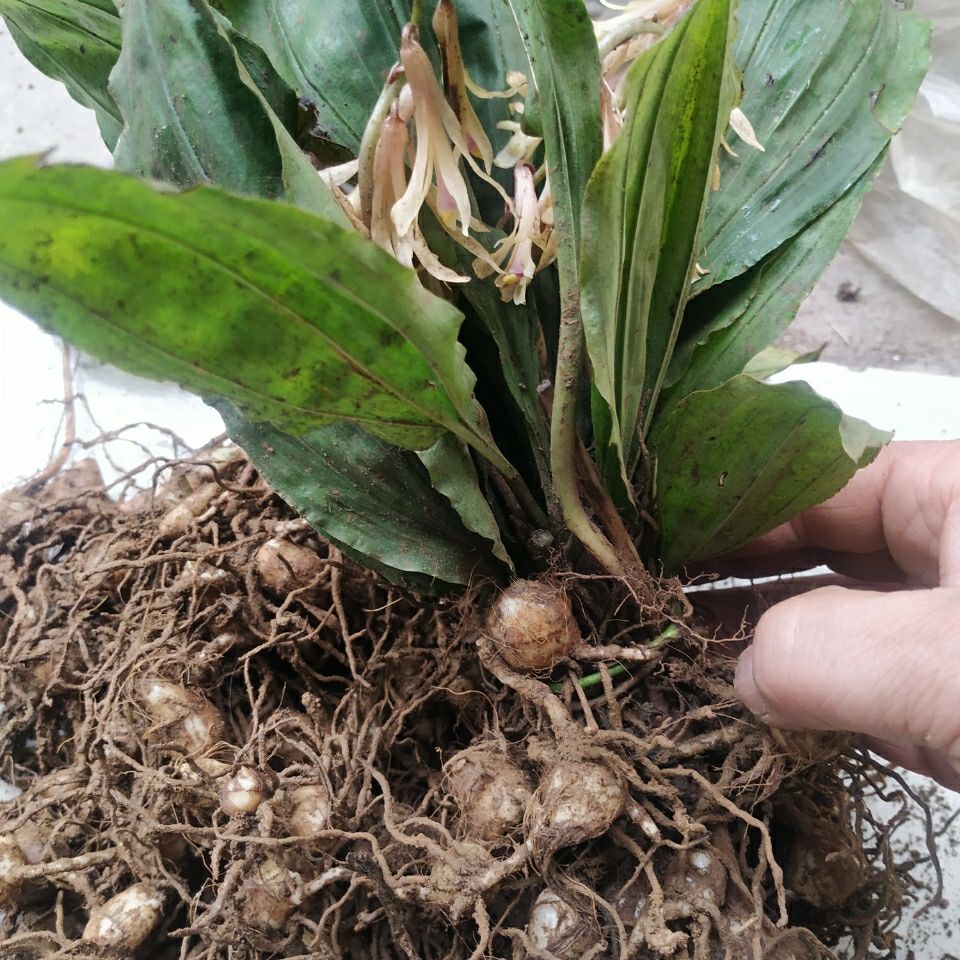 有仁堂毛慈菇种 冰球子 泥冰子 山慈菇种苗 正宗贵州中草药材 50克
