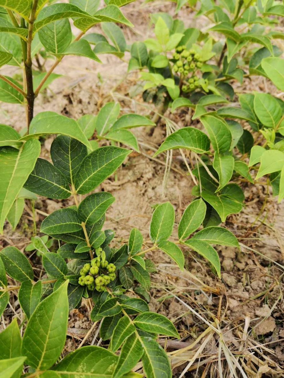 19年秋季供应正宗中花吴茱萸茶辣高产扦插种苗当年结果/米辣子苗 军