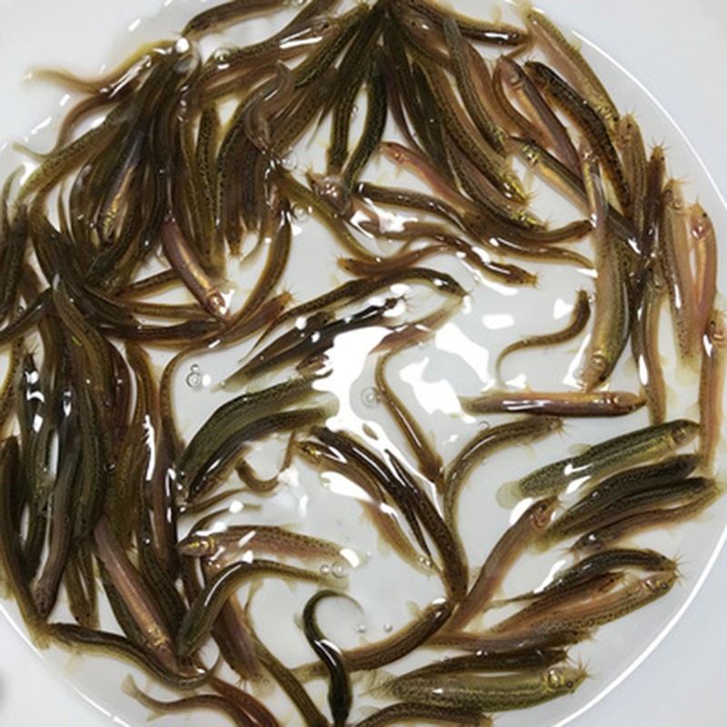 朴彩台湾小泥鳅苗鲜活乌龟龙鱼虎鱼黑鱼活体饲料钓鱼